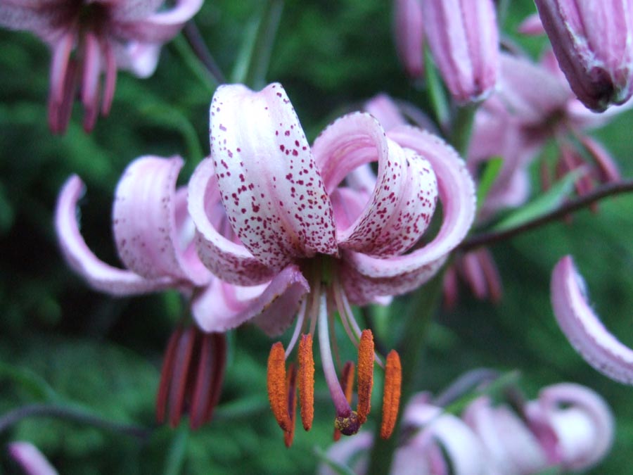 immagini/galleria natura/lilium martagon 009 - Rifugio Costapiana - Valle di Cadore